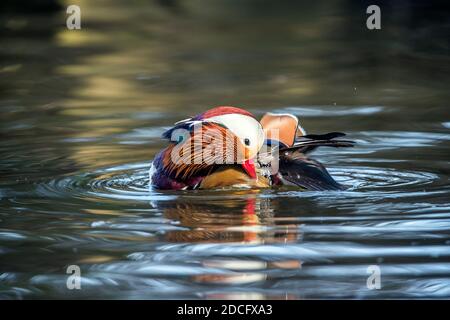 Mandarin Drake; Aix galericulata; Preening; Devon; UK Stock Photo