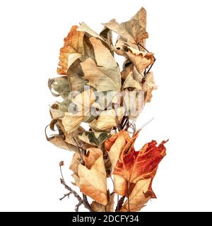 A collection of dried brown leaves connected to a broken tree branch. Stock Photo