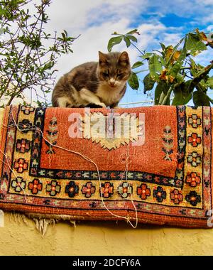 Greek Cat Sat On A Wall Looking Tilos Island, Dodecanese, Greece. Taken 