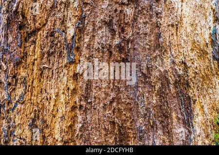 Bark of Tree With Deep Crinkles, Rough Prints of Tree Bark Stock Photo
