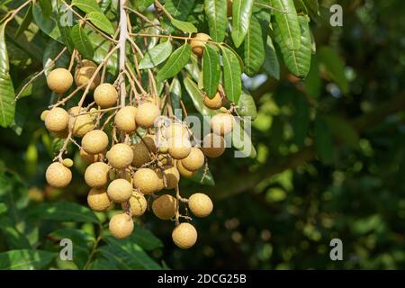 Ripe longan fruits hanging on tree in the morning Stock Photo