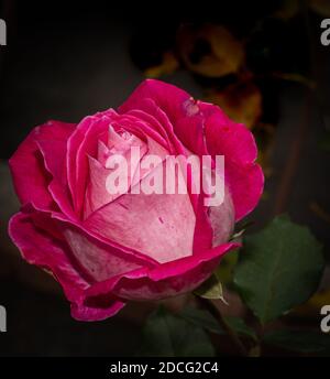 pink rose in a close-up view on natural background Stock Photo