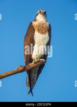 An Osprey sitting on a branch against clear blue sky (location - Bhadra Wildlife Sanctuary, Karnataka, India) Stock Photo