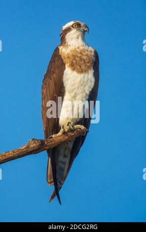 An Osprey sitting on a branch against clear blue sky (location - Bhadra Wildlife Sanctuary, Karnataka, India) Stock Photo