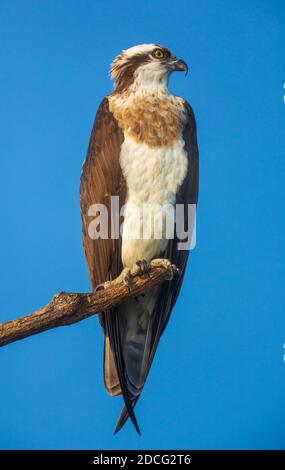 An Osprey sitting on a branch against clear blue sky (location - Bhadra Wildlife Sanctuary, Karnataka, India) Stock Photo