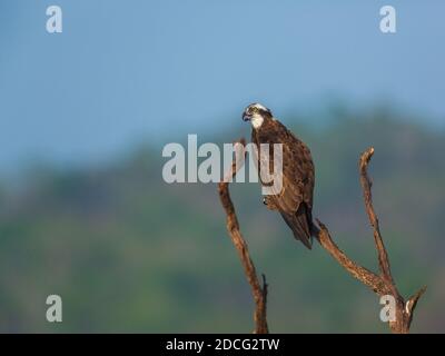 An Osprey sitting on a branch against clear blue sky (location - Bhadra Wildlife Sanctuary, Karnataka, India) Stock Photo