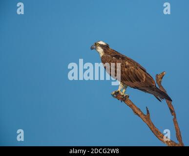 An Osprey sitting on a branch against clear blue sky (location - Bhadra Wildlife Sanctuary, Karnataka, India) Stock Photo