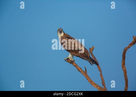 An Osprey sitting on a branch against clear blue sky (location - Bhadra Wildlife Sanctuary, Karnataka, India) Stock Photo