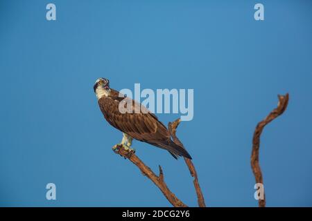 An Osprey sitting on a branch against clear blue sky (location - Bhadra Wildlife Sanctuary, Karnataka, India) Stock Photo