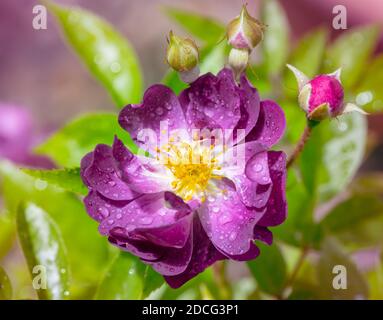Macro of a wet purple rambler rose blossom Stock Photo