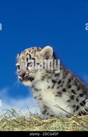 SNOW LEOPARD OR OUNCE uncia uncia, CUB SITTING Stock Photo