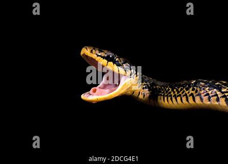 TROPICAL RAT SNAKE spilotes pullatus, ADULT WITH OPEN MOUTH Stock Photo