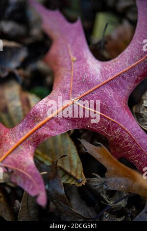 Detail of a fallen red autumn leaf lying on the ground Stock Photo