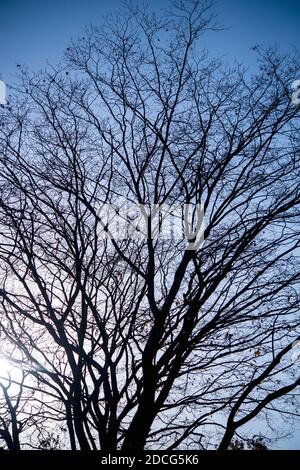 Tree branches silhouetted against an evening sky Stock Photo