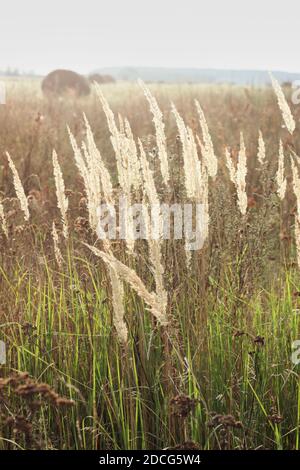 Wild dried plants in august on the background of wild nature, agrarian field with mown cereals and rolls of straw, end of summer concept, vertical, co Stock Photo