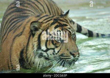 'Asian tiger', 'swimming tiger', 'tiger', 'Siberian tiger', 'carnivore', 'predator', 'wildlife conservation', 'big cats', 'fishing tiger', 'keep cool' Stock Photo