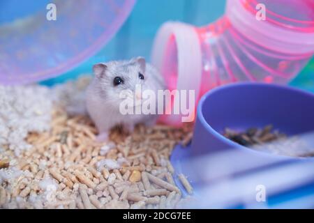 hamster pipes