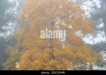 Carya glabra. Hognut tree in the autumn fog. UK Stock Photo