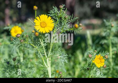 Crown daisies blossom (Glebionis Coronaria) Stock Photo