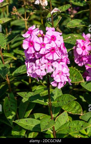 Phlox paniculata 'Eva Cullum' a pink herbaceous summer autumn flower plant, stock photo image Stock Photo