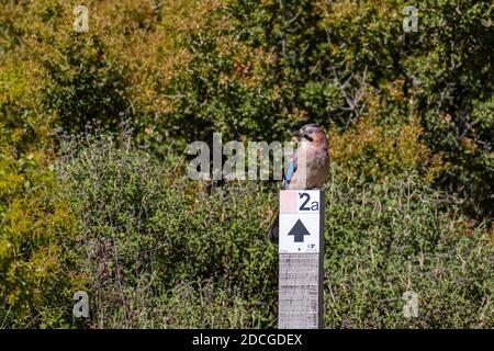 Eurasian jay (Garrulus glandarius) bird sitting on trail sign at mountain Hymettus (Hymittos), Greece Stock Photo