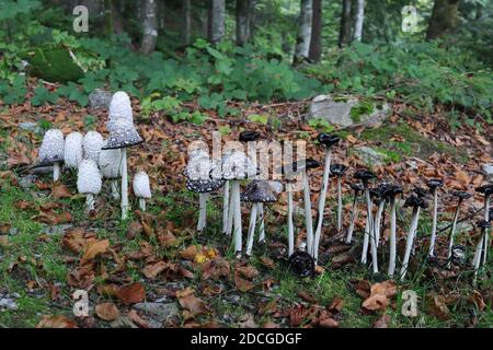 Younger (left) and older (right) stages of shaggy ink cap (Coprinus comatus) fungi in an European forest. Stock Photo