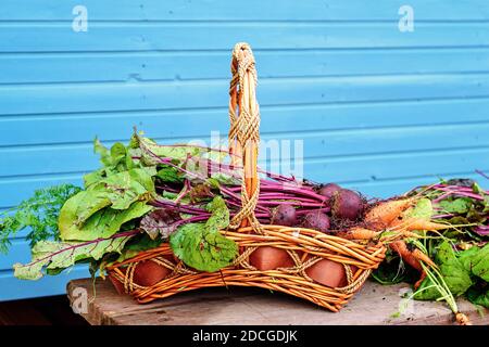 Fresh, just picked in the garden, vegetables in the basket: carrots and beets with tops Stock Photo
