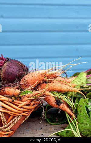 Fresh, just picked in the garden, vegetables in the basket: carrots and beets with tops Stock Photo