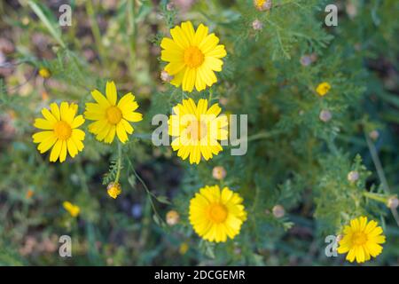 Crown daisies (Glebionis Coronaria) blossom top view Stock Photo