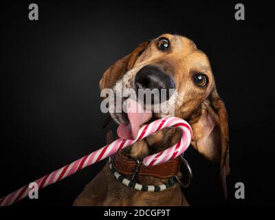 Christmas studio shot of a brown Segugio dog licking a candy cane. Stock Photo