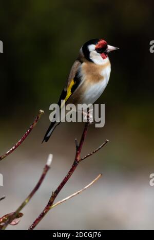 Goldfinch in Profile Perched on a Twig Stock Photo