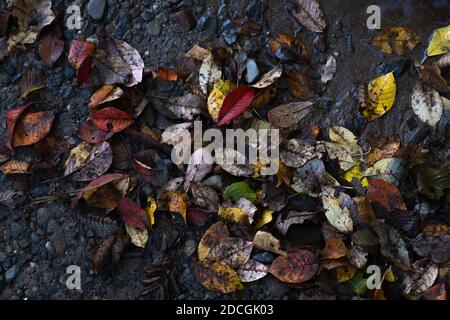 Colourful autumn leaves on ground in forest, wet black mud in autumn Stock Photo