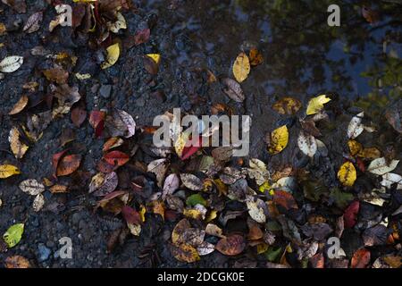 Autumn leaves in muddy puddle of water Stock Photo