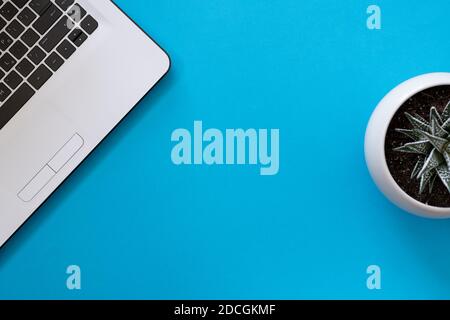 Laptop and succulent plant top view on blue background, copy space Stock Photo