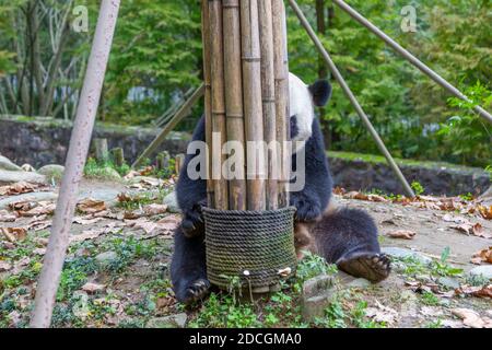 View of Giant Panda in the Dujiangyan Panda Base Chengdu, Sichuan Province, People's Republic of China, Asia Stock Photo