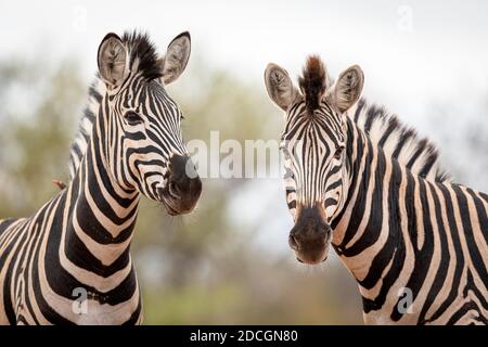 Two zebras standing together in Kruger Park in South Africa