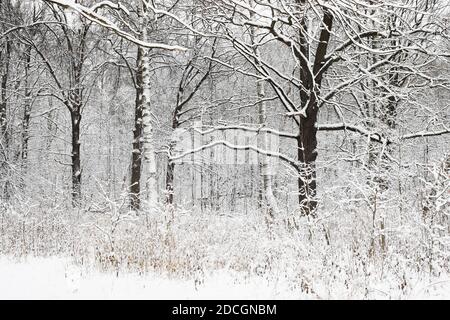 White woods during winter with the snow. Black branches without leaves. Flat light without shades and no sun. Stock Photo