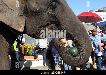 Surin, Thailand. 20th Nov, 2020. People offer food to elephants during the annual Surin Elephant Round-up in Surin Province, Thailand, Nov. 20, 2020. Credit: Ren Qian/Xinhua/Alamy Live News Stock Photo