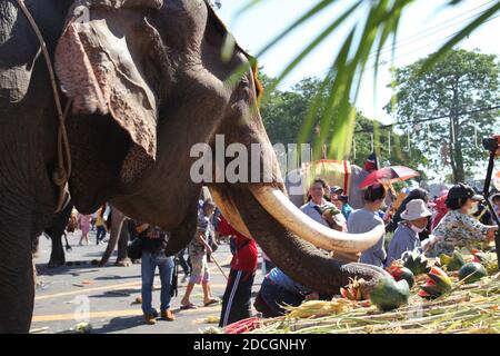Surin, Thailand. 20th Nov, 2020. People offer food to elephants during the annual Surin Elephant Round-up in Surin Province, Thailand, Nov. 20, 2020. Credit: Ren Qian/Xinhua/Alamy Live News Stock Photo