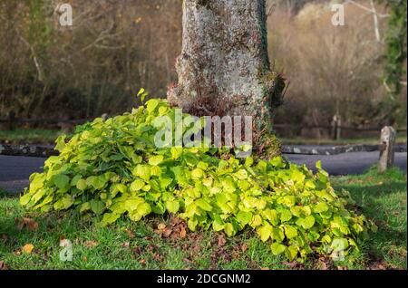 Base of a Lime tree with leaves growing a the base of the tree trunk in Autumn in West Sussex, England, UK. Stock Photo