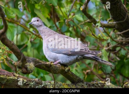 Juvenile Eurasian Collared Dove (Streptopelia decaocto) perched on a branch in a tree in Autumn in West Sussex, England, UK. Stock Photo