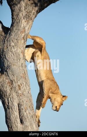 Female lion jumping off a tall tree in morning sunlight in Savuti Reserve in Botswana Stock Photo