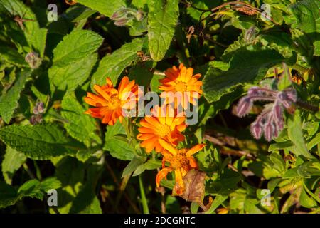 Orange blossoms of a marigold, also called Calendula officinalis or Ringelblume Stock Photo