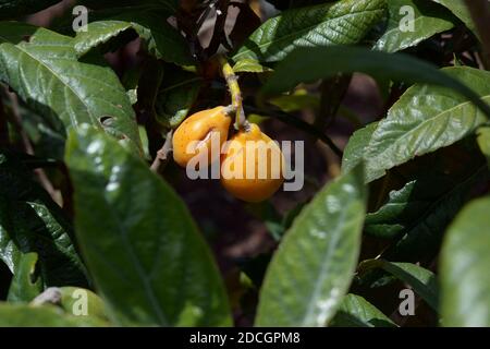 Medlar of Japan.Japanese medlar shrub with ripe fruit. Stock Photo