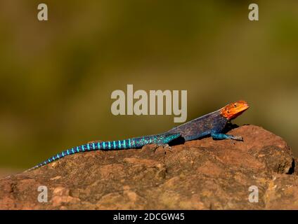 Side view of an Agama (Agama agama), Rift Valley Province, Lake Nakuru, Kenya Stock Photo