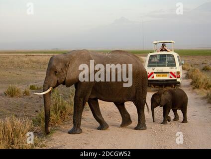 Elephant mother with her baby crossing the road in front of a tourist car, Kajiado County, Amboseli park, Kenya Stock Photo