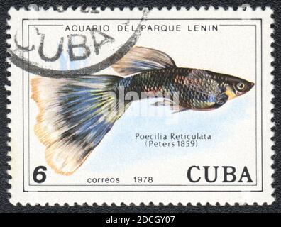 A stamp printed in Cuba shows a  aquarium fish Guppy (Poecilia Reticulata),  series 'Aquarium of Lenin Park', 1978 Stock Photo