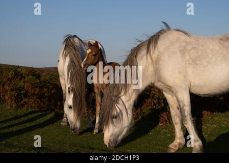 Shropshire wild ponies with new foal grazing on green pasture Stock Photo