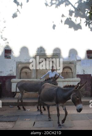 A kenyan boy with two donkeys in front of a fountain, Lamu County, Lamu, Kenya Stock Photo