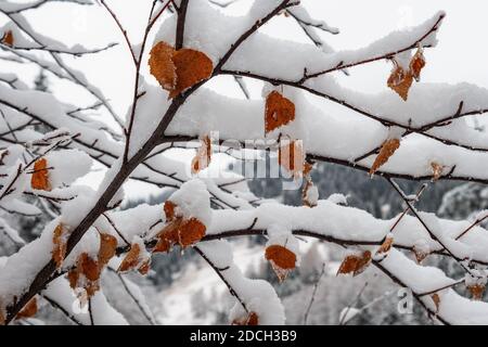Orange birch leaves in the snow. Late autumn and early winter. First snowfall Stock Photo